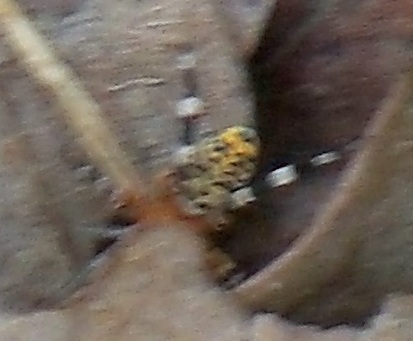 100_1123.JPG