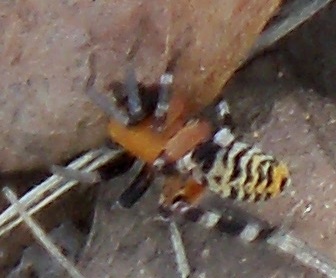 100_1125.JPG