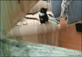 1252480420904.gif