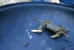 1273658370076.gif