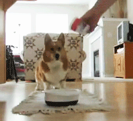 1337621846651.gif