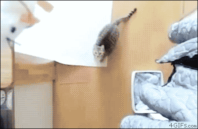1337782656835.gif