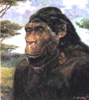 A_robustus.jpg