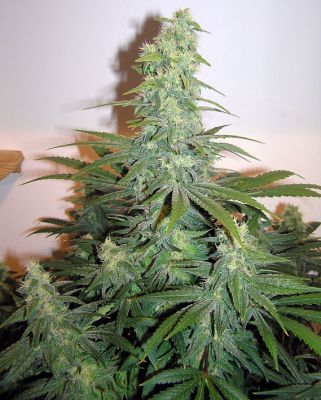 AK-48.jpg