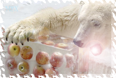 Apples Bear.png