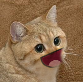AwesomeCat.png