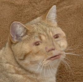 BabbyCat.png