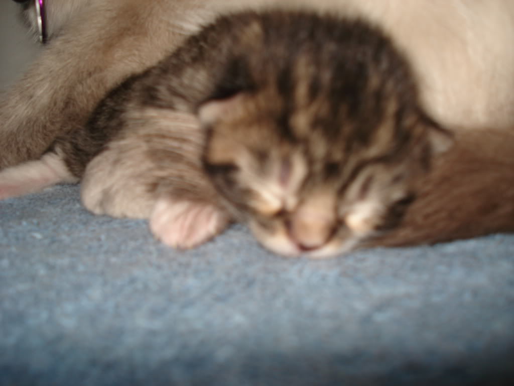 BabyYoda.jpg