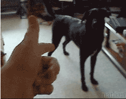 Bang Dead Dog.gif