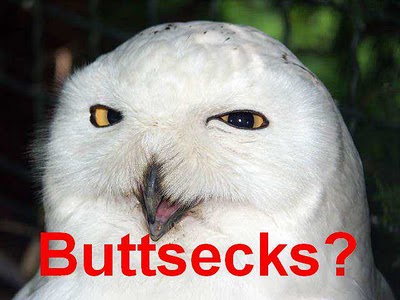 buttsecks owl.jpg