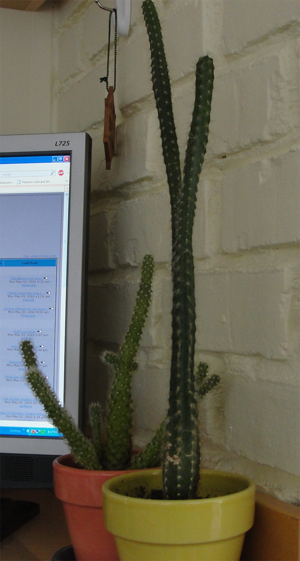 Cactuses.png