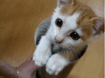 canttouchthis2.gif