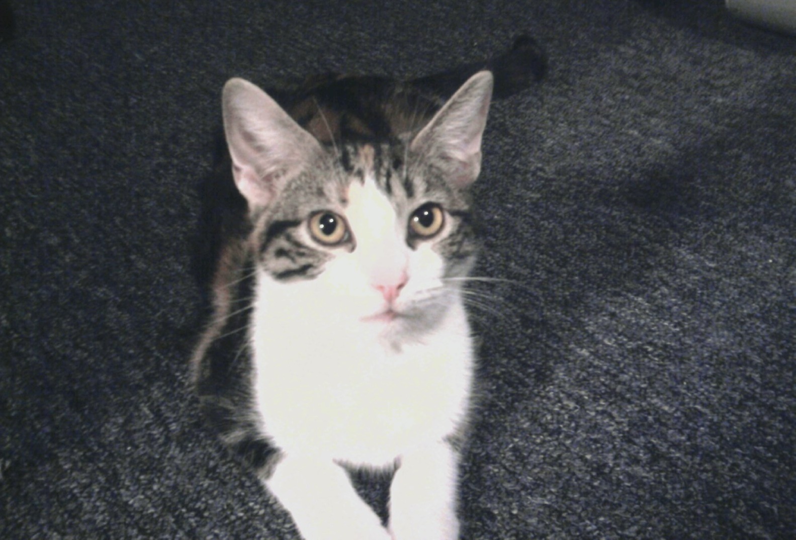 CAT..jpg