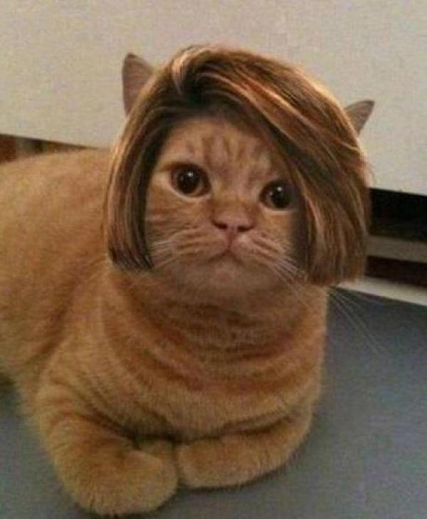 cat_wig.jpeg