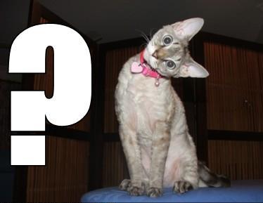 catquestionmark.jpg