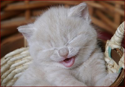 cats_64.jpg