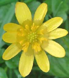 celandine-flower.jpg