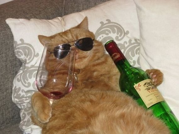 chill cat.jpg