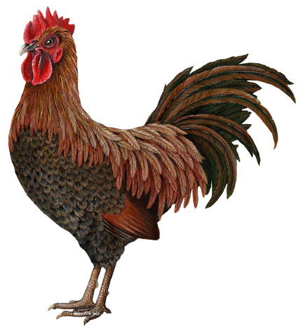 cock.jpg