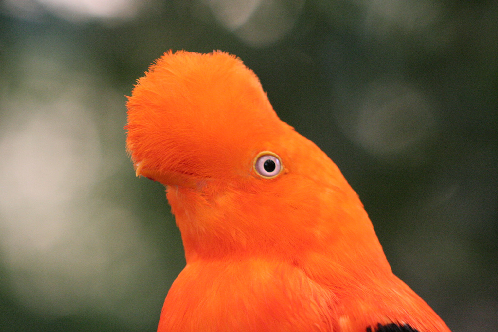 cock of the rock.jpg