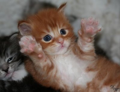 cool kitty 1.jpg