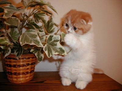 cool kitty 4.jpg