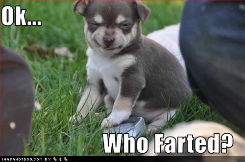 cute-puppy-pictures-who-farted.jpg