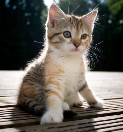 cute_baby_kitten.jpg