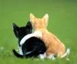 Cutecat.jpeg