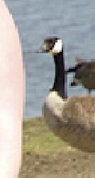 datgoose.jpg