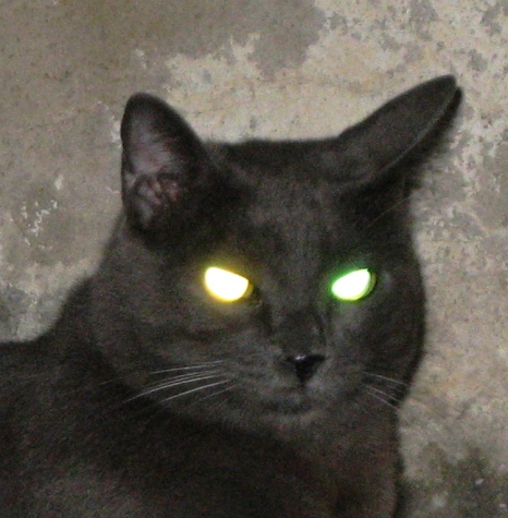 demon cat.jpg