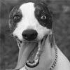 dog.jpg
