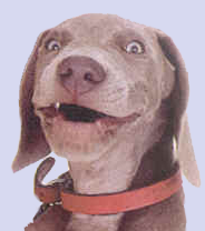 doggy.png