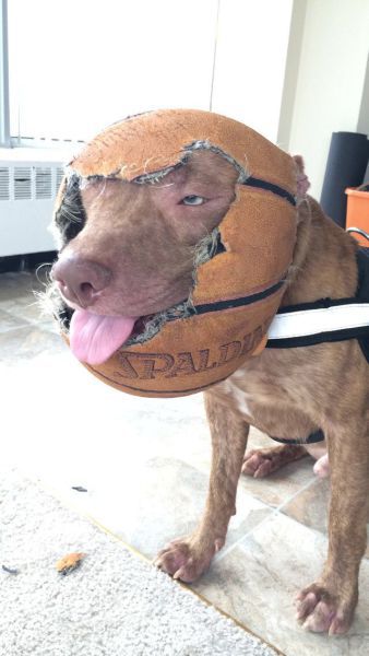 dogsketball.jpg