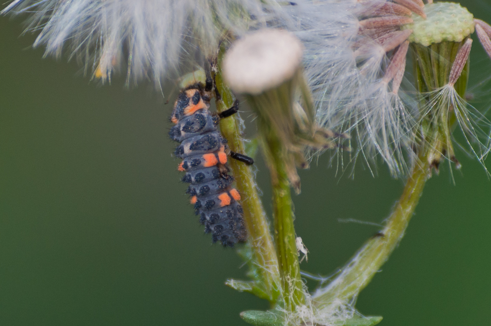 DSC_0137.jpg