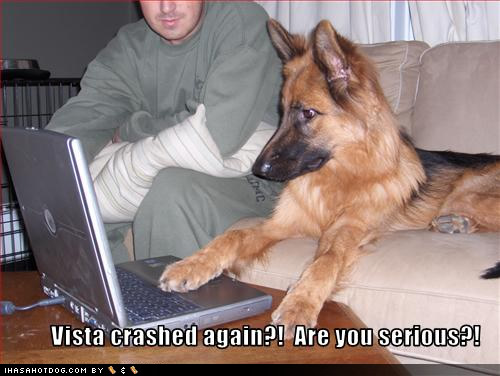 funny-dog-pictures-vista-crashed.jpg