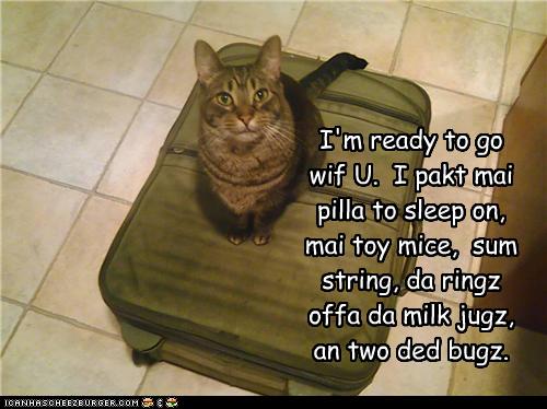 funny-pictures-cat-is-ready-to-travel.jpg