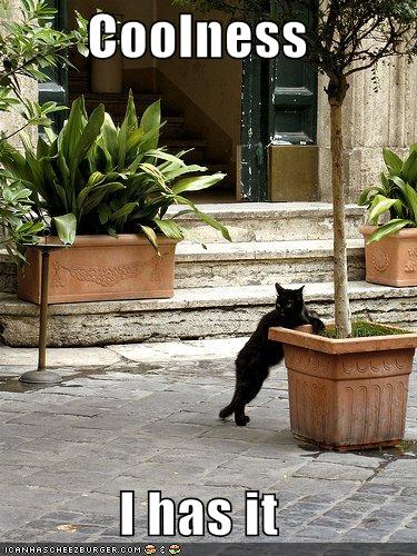 funny-pictures-coolness-cat-leans.jpg
