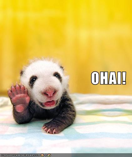 funny-pictures-this-baby-panda-bids-you-hello.jpg