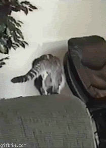 FunnyGifs9.gif