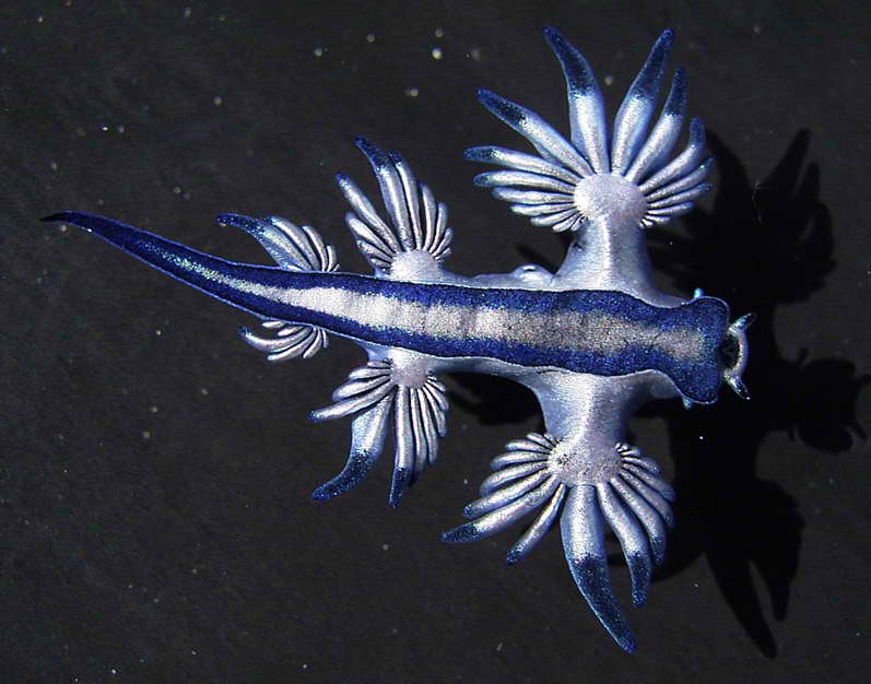 GlaucusAtlanticus.jpg