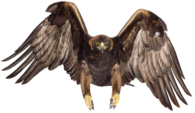 Golden Eagle.png