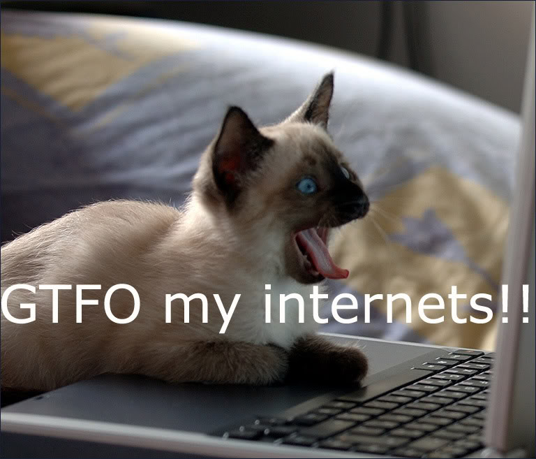 gtfocatnet.jpg