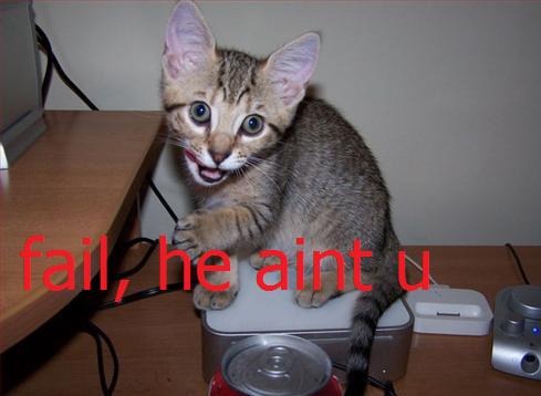 halloweencat.jpg