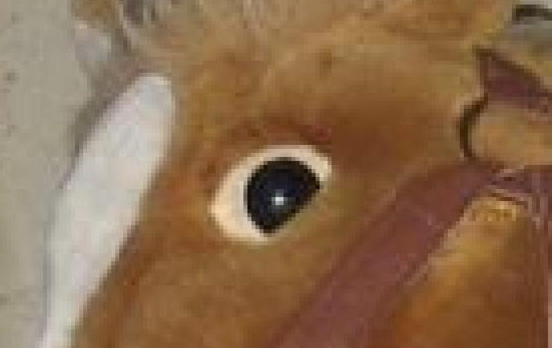 horse3.JPG