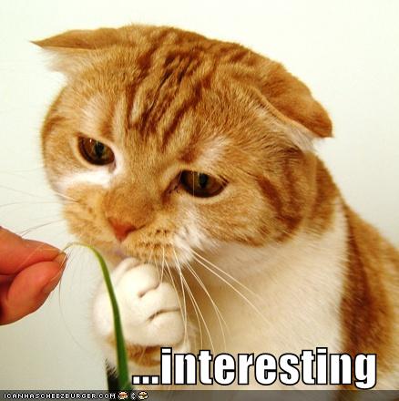Interesting cat.jpg