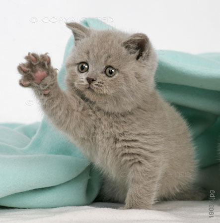kitty1.jpg