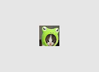 Kitty frog.jpg
