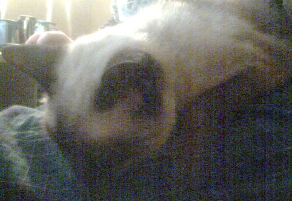 Lap Cat.jpg