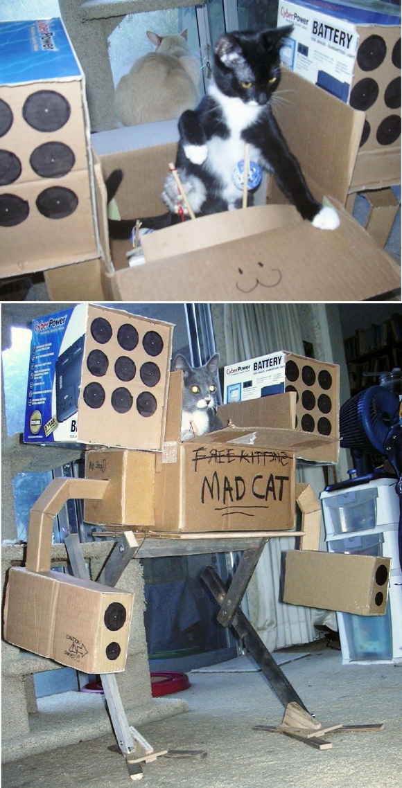 mad cat.jpg